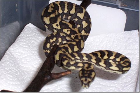 carpetmale